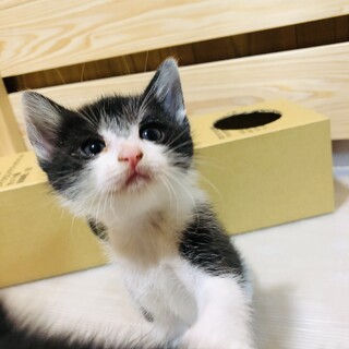 美人さんの優しい女の子