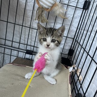 素敵な里親様と出会えました♡いちごちゃん