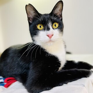 猫大好き❤︎人間大好き❤︎ハチワレのにこくん！