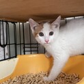 仲良し兄妹★モヒート★兄猫