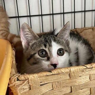  仲良し兄妹★ロゼ★妹猫 お気に入りに登録する