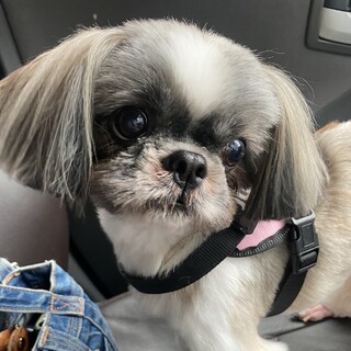 小柄な美魔女シーズー「立夏」