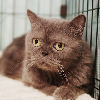 高貴な英国紳士☆お茶目なコムギ君