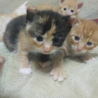 ✳︎美人子猫ハチワレちゃんの里親募集✳︎