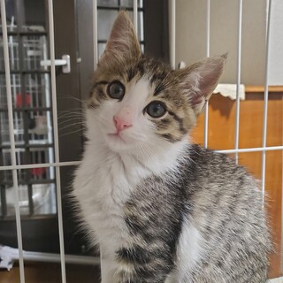 譲渡決定しました。有り難うございました。