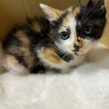 キレイな模様♡三毛猫のミミちゃん