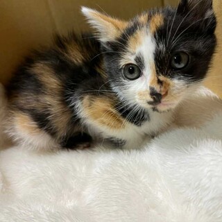 キレイな模様♡三毛猫のミミちゃん