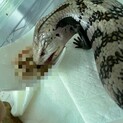 アオジタトカゲ(アダルト)