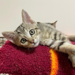 ゴロゴロ甘えん坊♡ももこちゃん