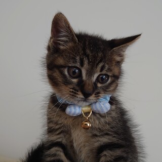 ❤️天才　てんちゃん　　可愛すぎ❤️