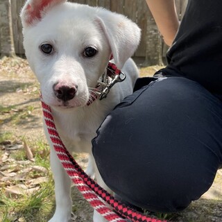 ちょっと恥ずかしがり屋なしろうくん