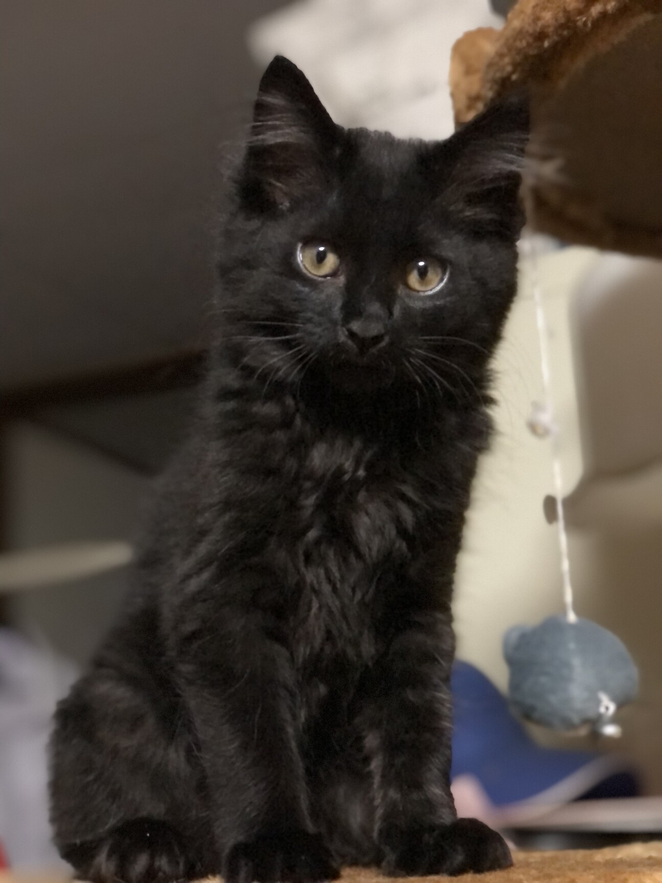 ちょっぴり毛長い黒猫くー 大阪府 猫の里親募集 ペットのおうち 月間利用者150万人
