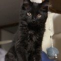 ちょっぴり毛長い黒猫くーちゃん♡