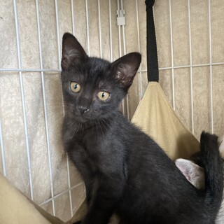 そっくり黒猫兄弟、健太と康太。ボク康太？3ヶ月