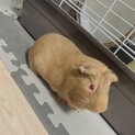可愛い男の子モルモットです！
