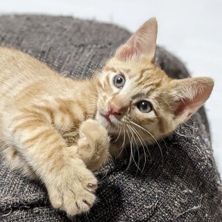 甘えん坊の茶トラくん。医療、去勢、マイクロチップ済