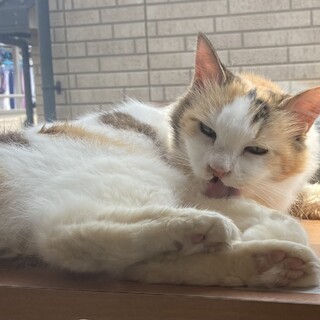 里親さん決定！ハンデあり…可愛いアモちゃん