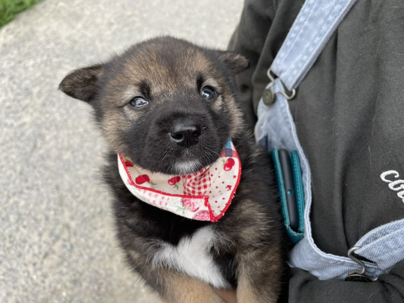 Mixの可愛い子犬 ちょ 奈良県 犬の里親募集 ペットのおうち 月間利用者150万人