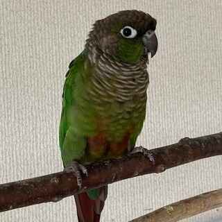 ホオミドリアカウロコインコ　ノーマル