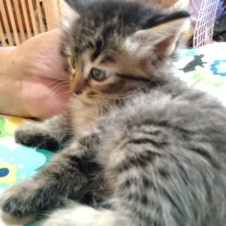 ４兄弟の末っ子な感じ、おとなしい子です