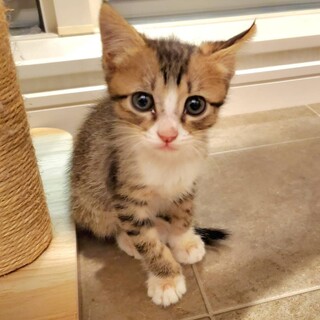 ミルクから育てた甘えん坊のキジ白の子