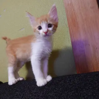 毛長？茶白の男の子　ポン太くん