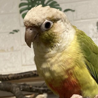 ウロコインコ可愛がってください