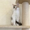 美猫三毛猫 ザクロちゃん☆  サムネイル2