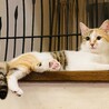美猫三毛猫 ザクロちゃん☆  サムネイル3