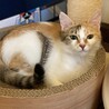 美猫三毛猫 ザクロちゃん☆  サムネイル4