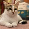 美猫三毛猫 ザクロちゃん☆  サムネイル5