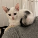 ３兄妹の白黒ブチ子猫オス