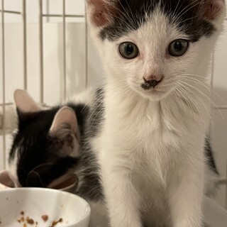 ３兄妹の白黒ハチワレ子猫オス