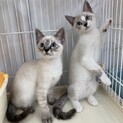 仲良しシャム風兄弟★シャムシャムとヤムヤム