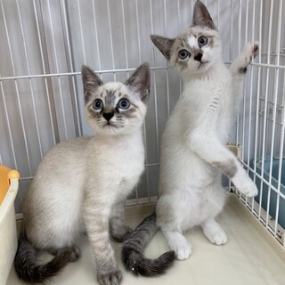 仲良しシャム風兄弟☆シャ」大阪府 - 猫の里親募集(417844