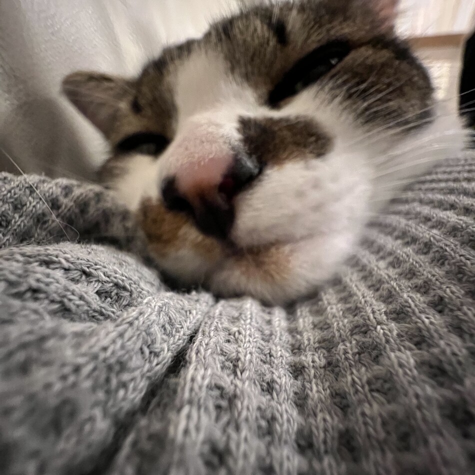 おマメのカバー写真