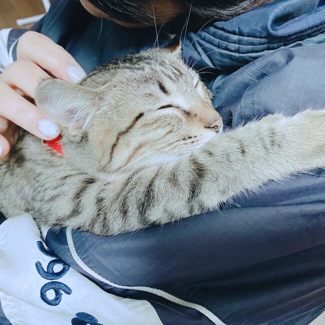 つねふじのカバー写真