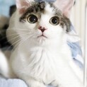 【ハモ子】おかげさまで里親様が決まりました。