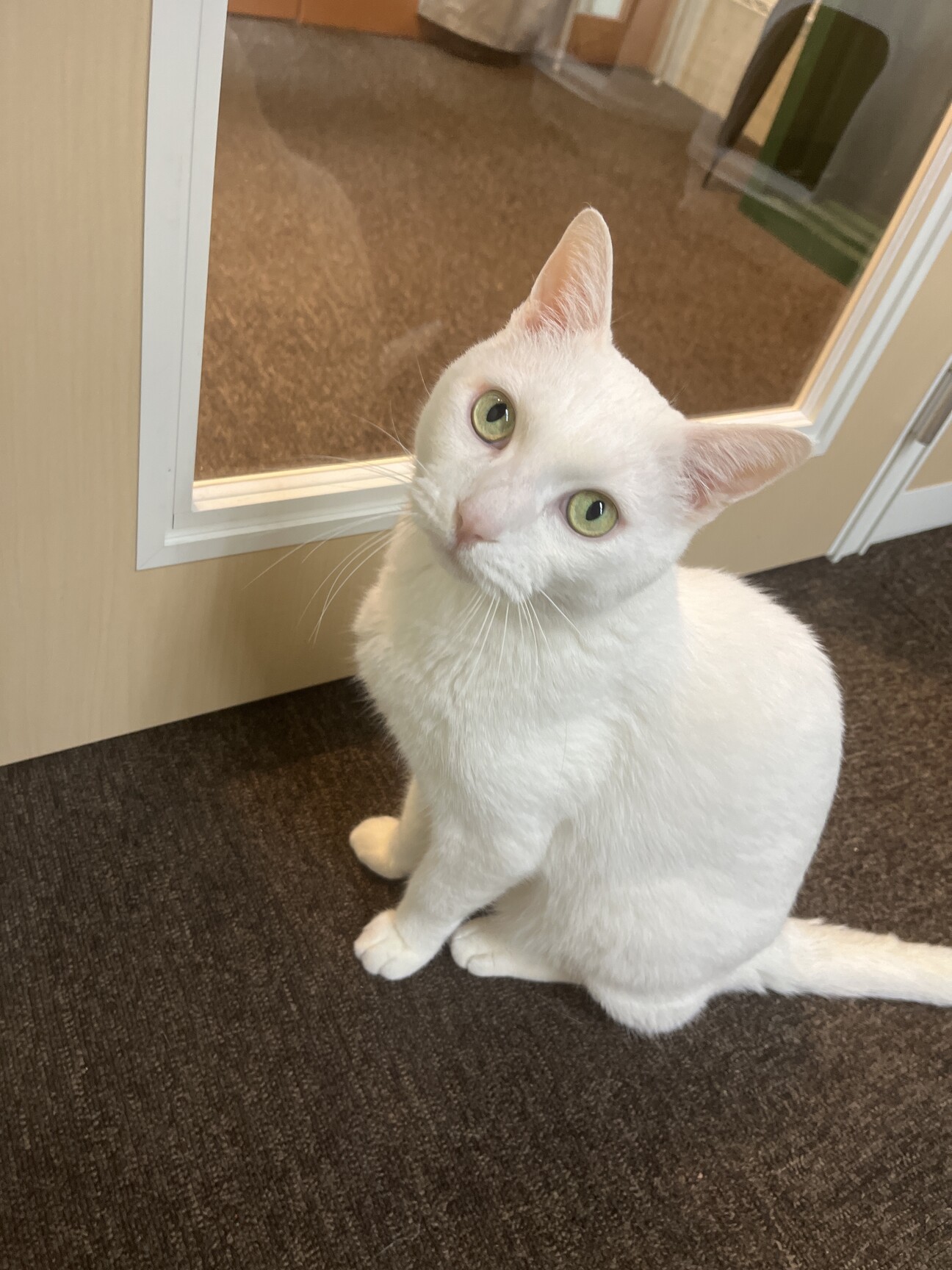 おだやかシニア猫 名前ふーさん 大阪府 猫の里親募集 ペットのおうち 月間利用者150万人