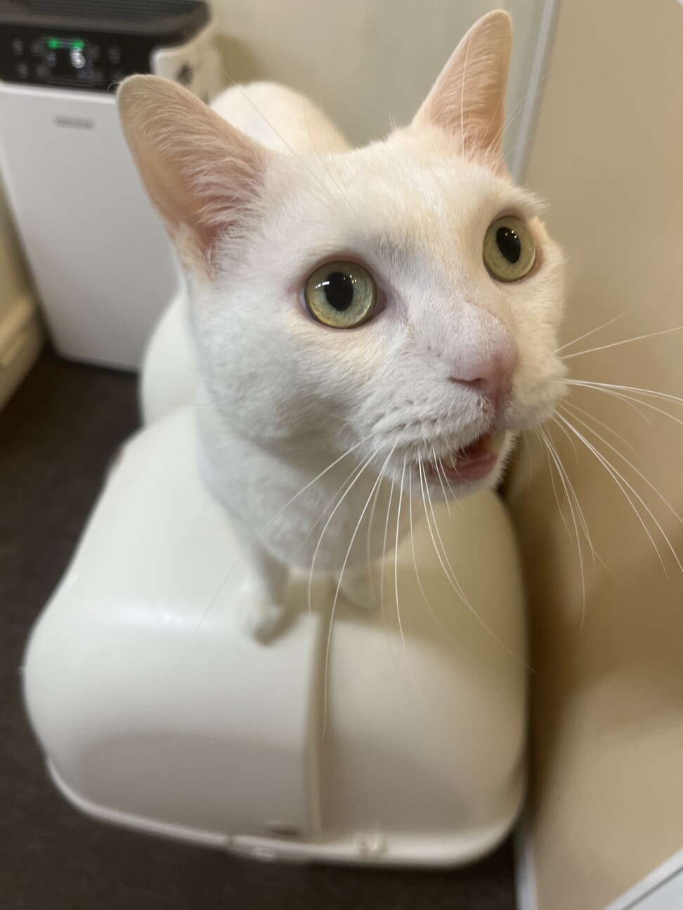 おだやかシニア猫 名前ふーさん 大阪府 猫の里親募集 ペットのおうち 月間利用者150万人