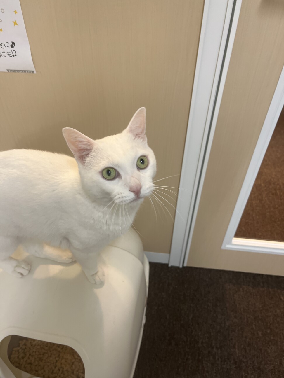 おだやかシニア猫 名前ふーさん 大阪府 猫の里親募集 ペットのおうち 月間利用者150万人