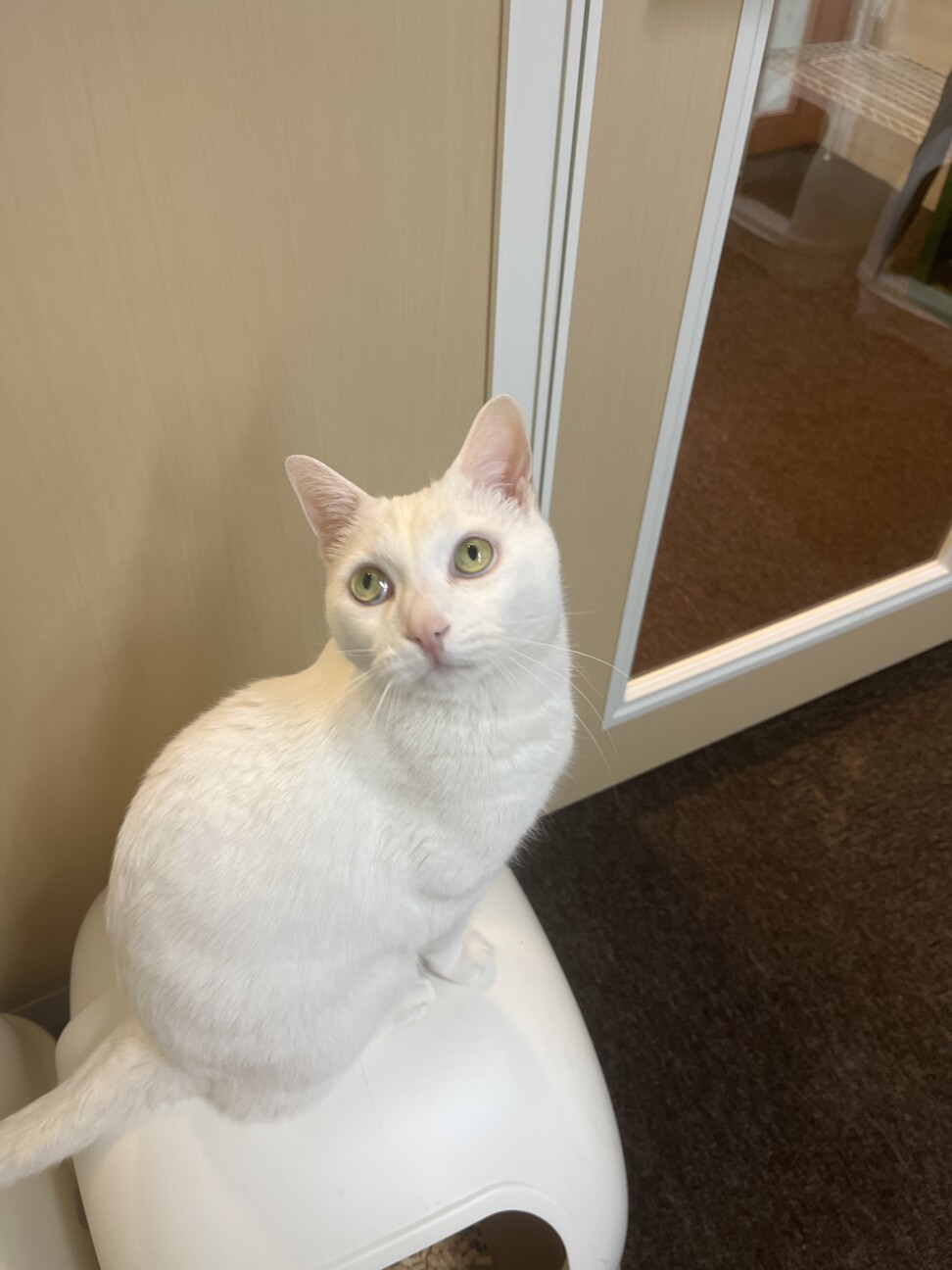 おだやかシニア猫 名前ふーさん 大阪府 猫の里親募集 ペットのおうち 月間利用者150万人