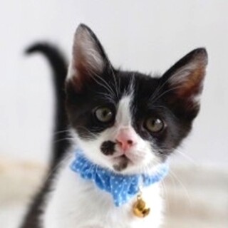 優しくて大人しい❤️ハチワレ女子そら