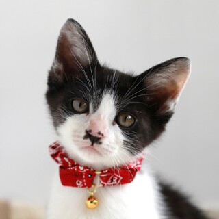 募集停止抱っこされるのが大好き❤️ハチワレ男子りく