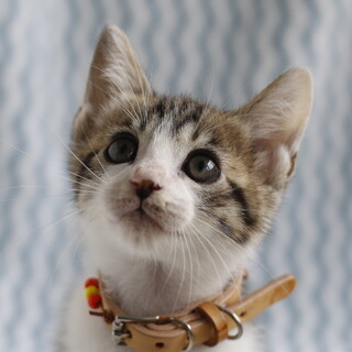 募集停止キジ白男子ジャムくん