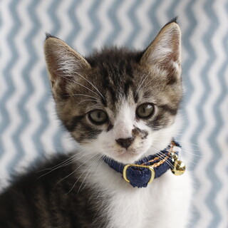 募集停止キジ白男子バター