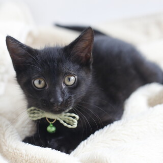 甘えて膝に乗り好き❤️黒猫男の子アルス