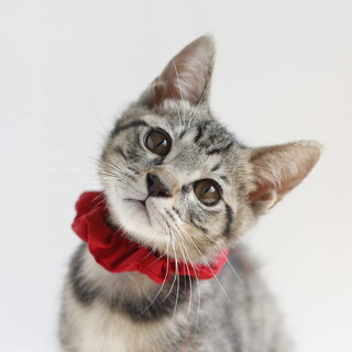 さびしがり甘えん坊のかまって❤️キジトラ男子ガロ