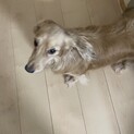 人懐っこい