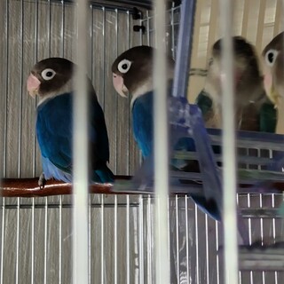 ブルーボタンインコ 仲の良い雄と雌